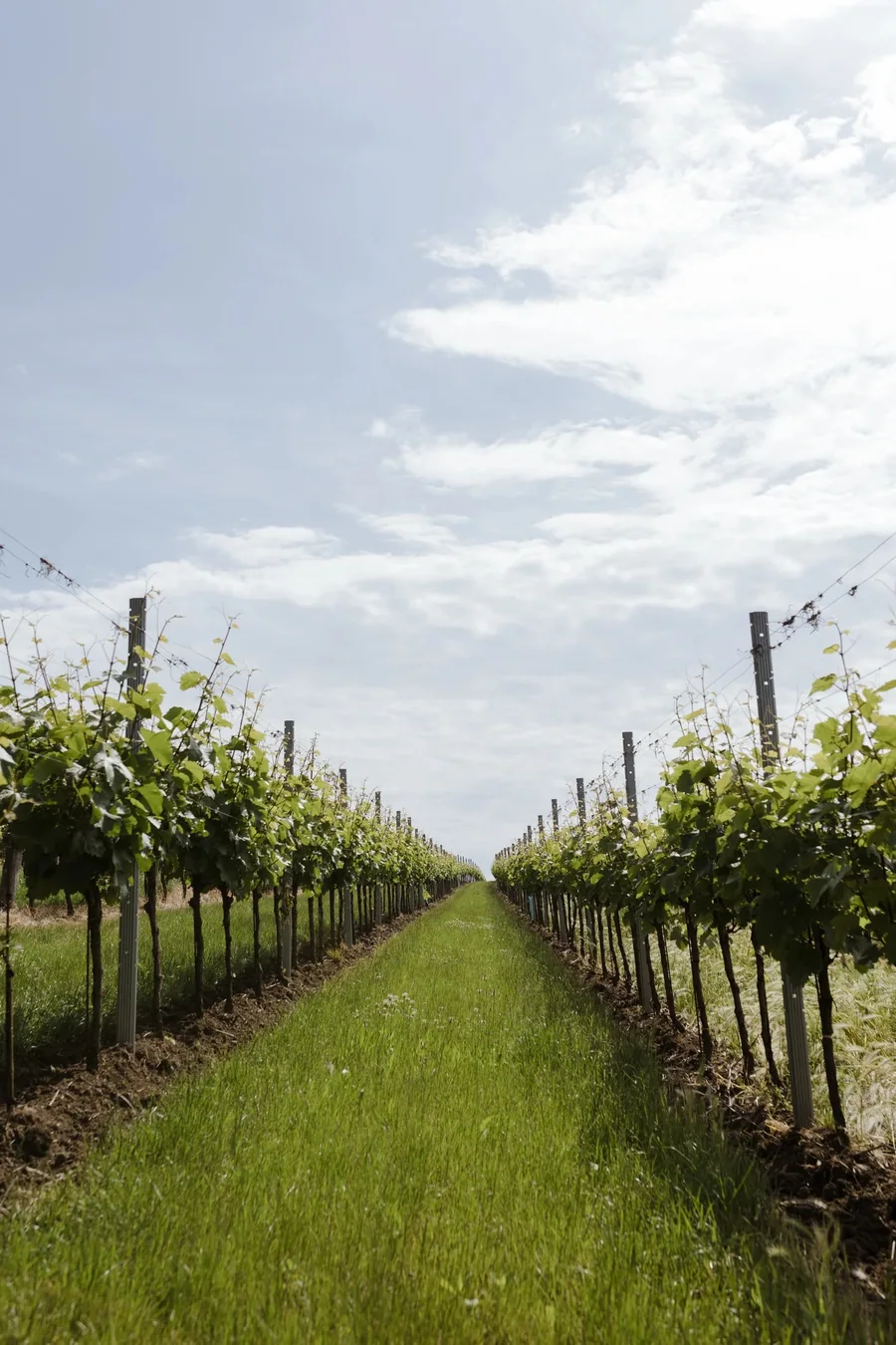 Weingut Jatschka, Niederösterreich — Weinberg